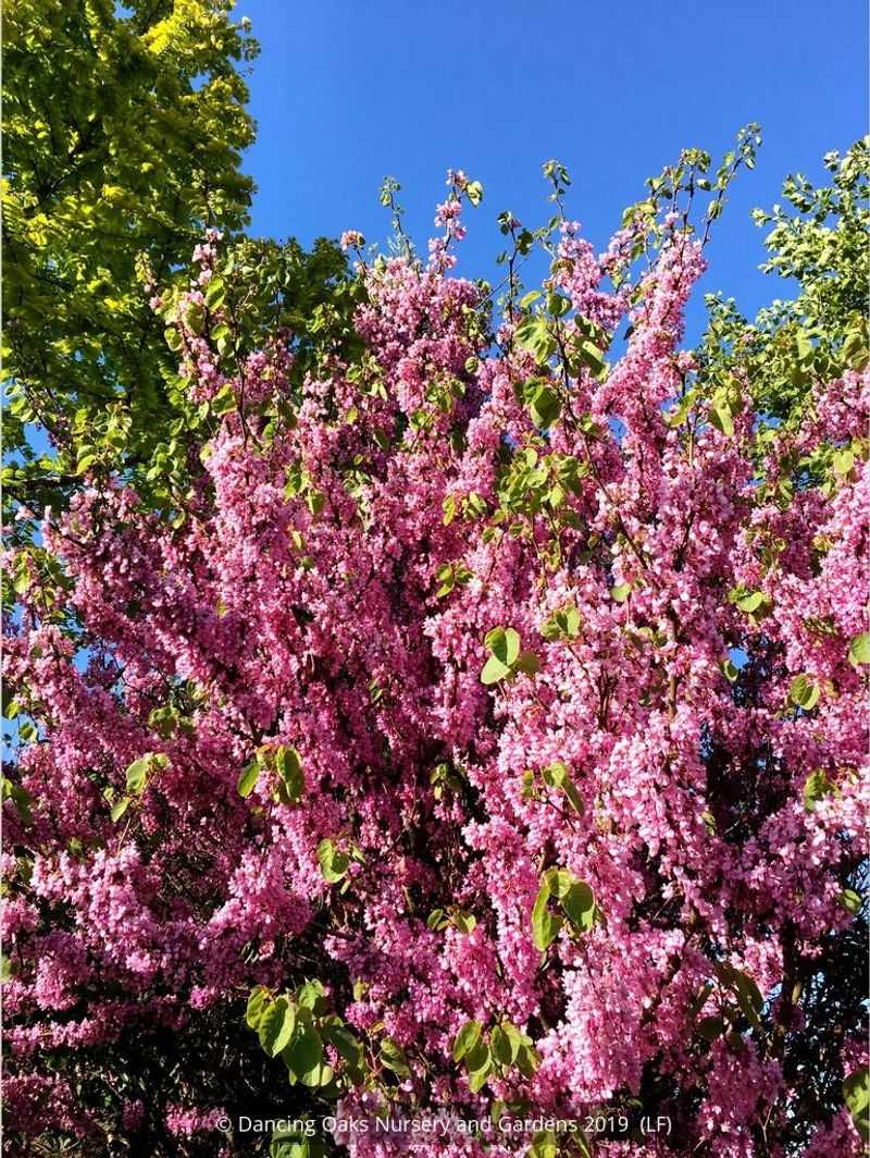 Western redbud offers a different kind of spring display
