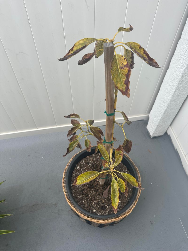 Wet soil can be as harmful as dry soil