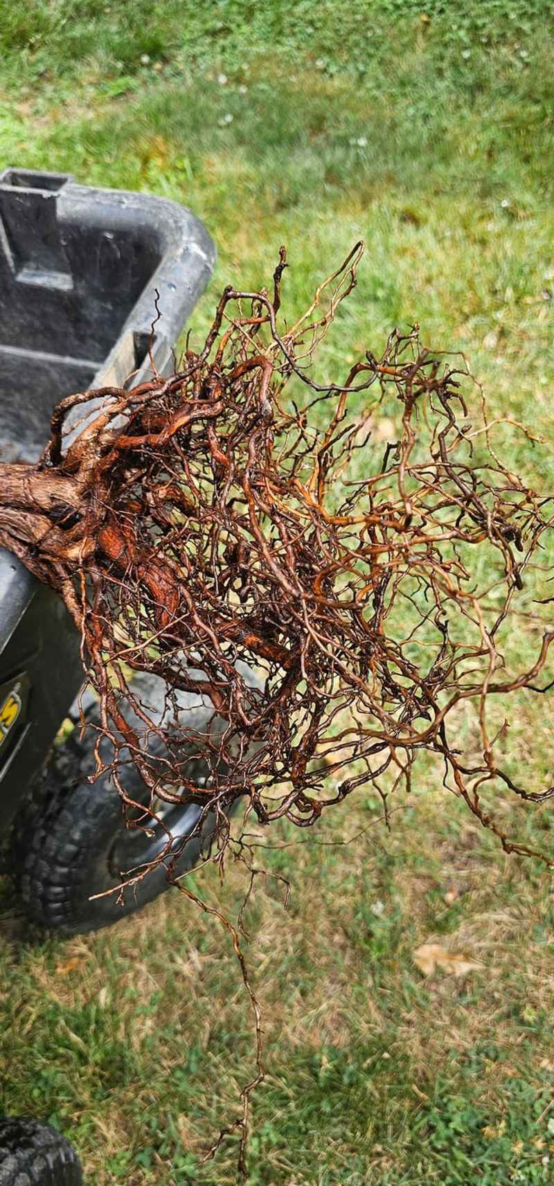 Wet soil can deprive avocado roots of air