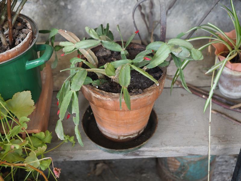 Wet soil changes the next step