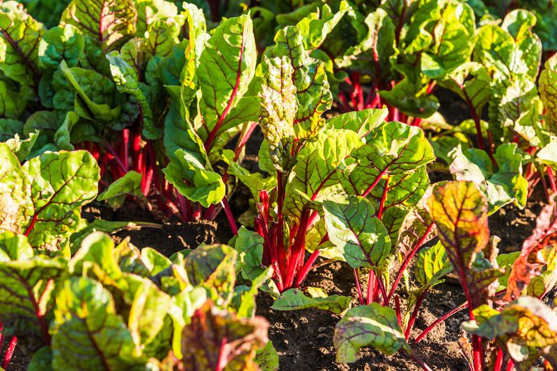 Wet weather can raise disease risk without proving the cause Wet weather can raise disease risk without proving the cause