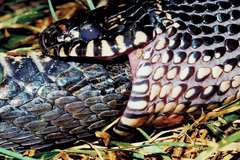 What California kingsnakes eat What California kingsnakes eat
