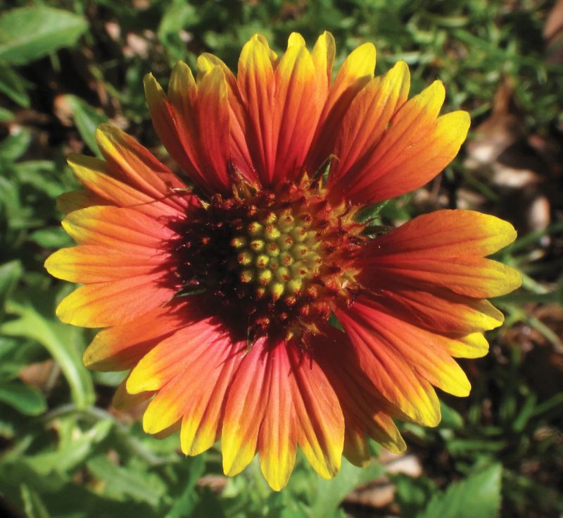 What Florida’s current plant records say about blanketflower