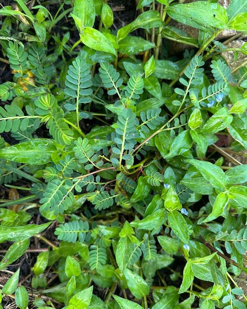 What Is Hiding Under Those Miniature Leaves?
