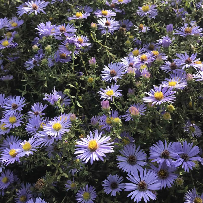 What “North Carolina native” means for this aster