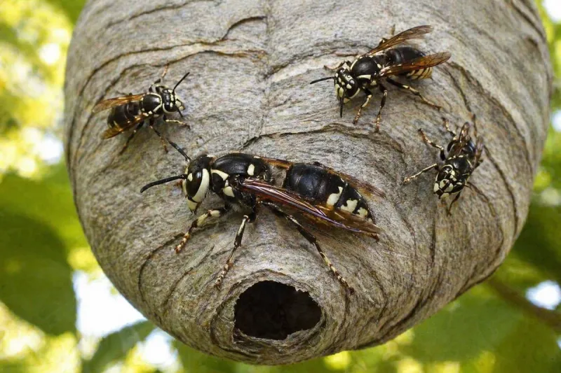 What Texans call a hornet can vary