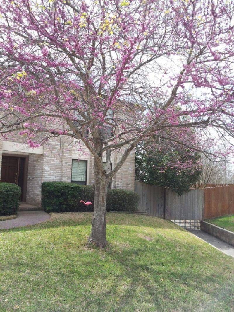 What Texas redbud can—and cannot—offer