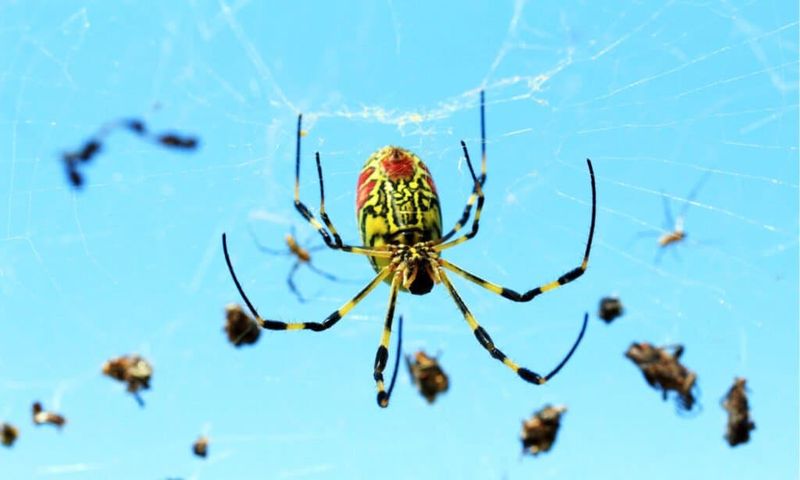 What Turns Up in a Jorō Spider’s Web?