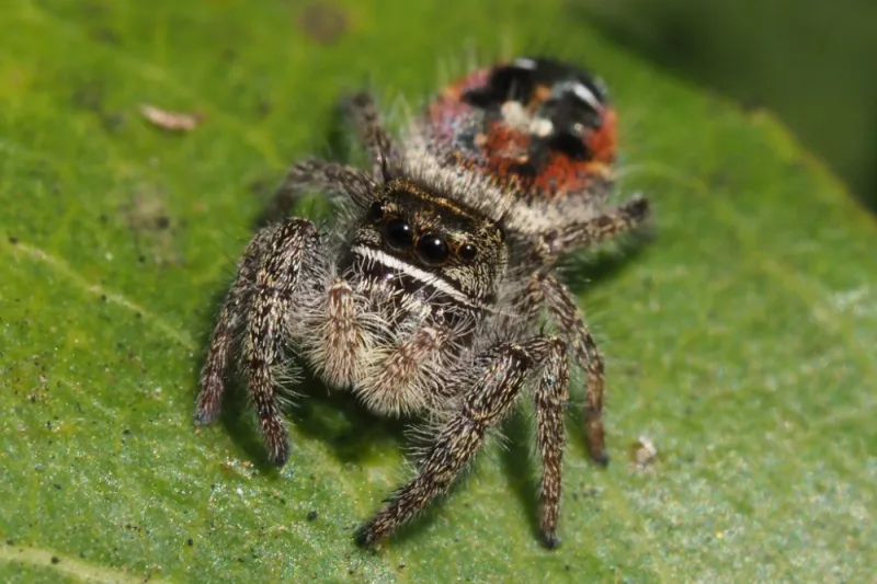 What a jumping spider does What a jumping spider does