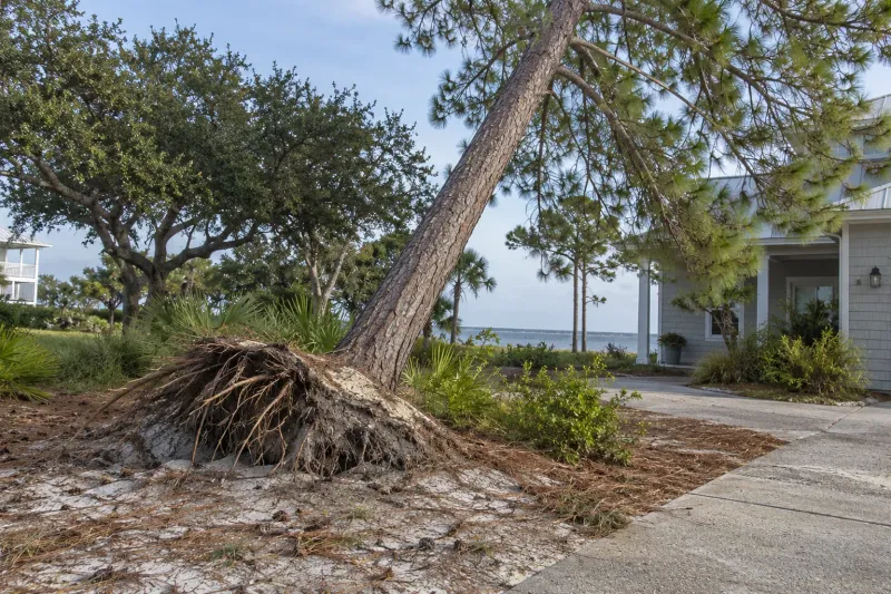 What a lean or storm damage can—and cannot—tell you What a lean or storm damage can—and cannot—tell you