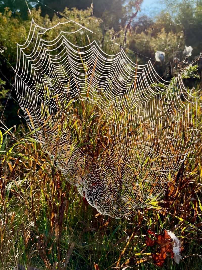 What a web can—and cannot—reveal