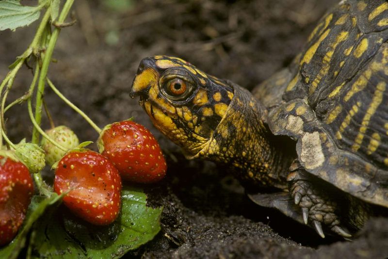 What about beetles and fallen fruit? What about beetles and fallen fruit?