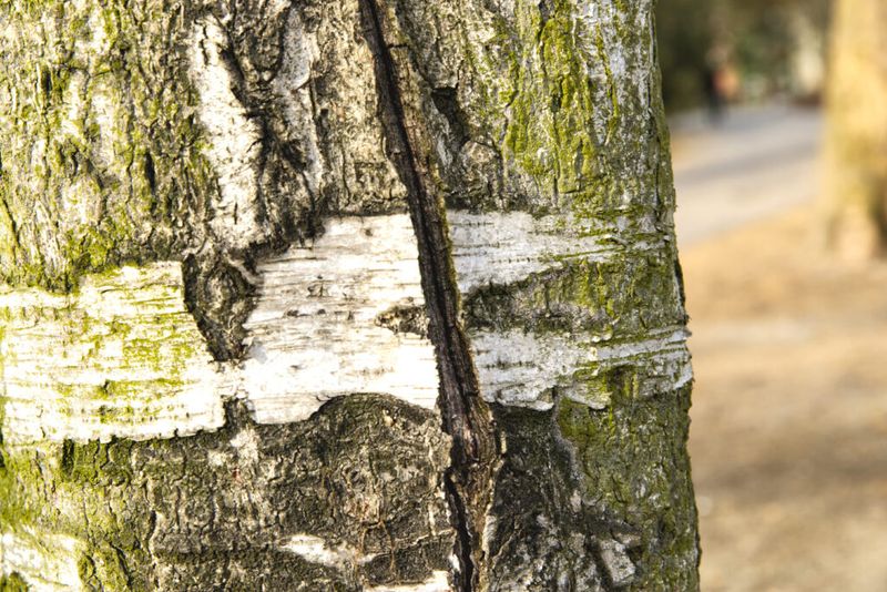 What bark loss deserves a closer look?