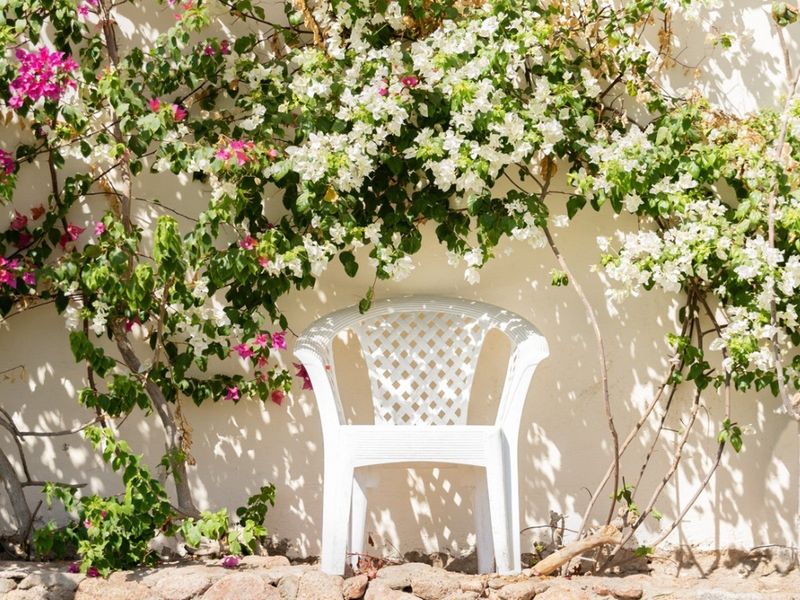 What can a west-wall vine actually cool?