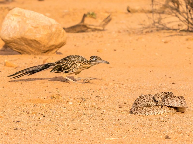 What can the bird’s menu tell you?