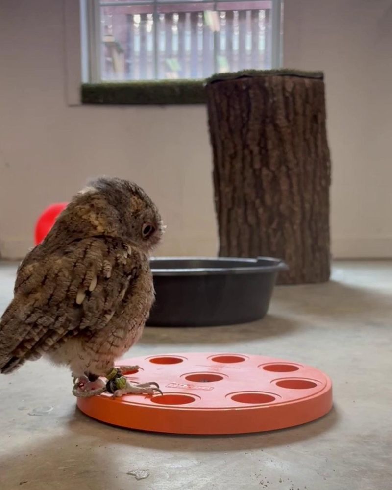 What could an Eastern Screech-Owl be eating? What could an Eastern Screech-Owl be eating?