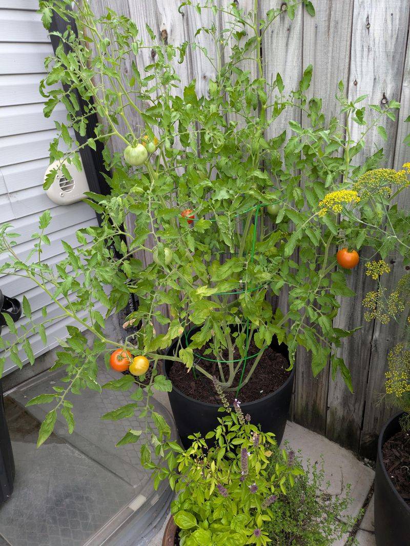 What determines whether saved seed grows true?