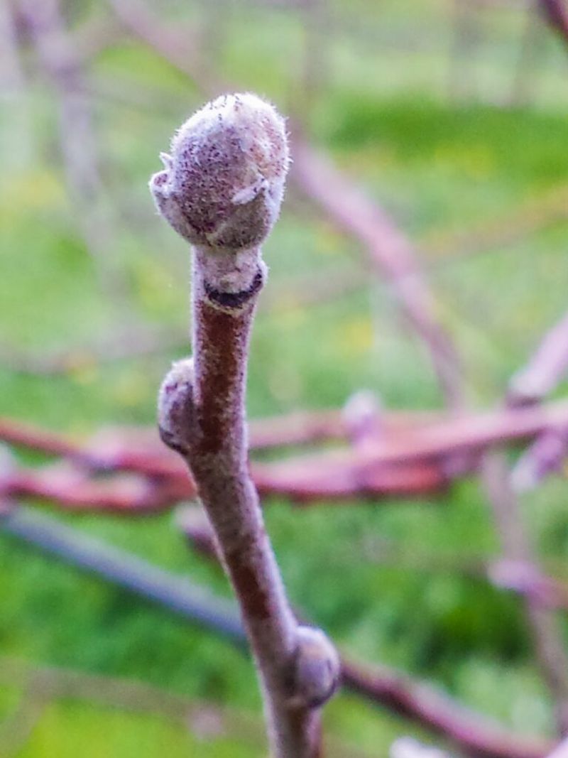 What do the buds tell you? What do the buds tell you?