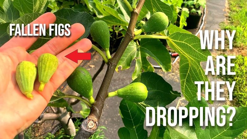 What do you mean by “no figs”?