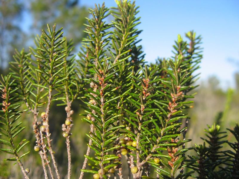 What does “Florida rosemary” mean? What does “Florida rosemary” mean?