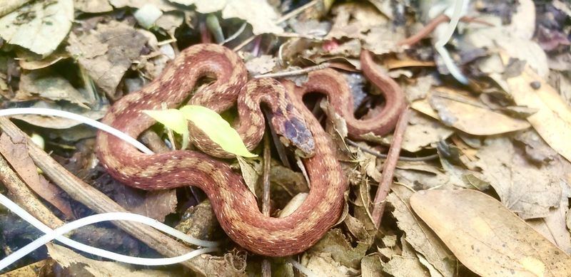 What does a snake near the shed actually tell you?