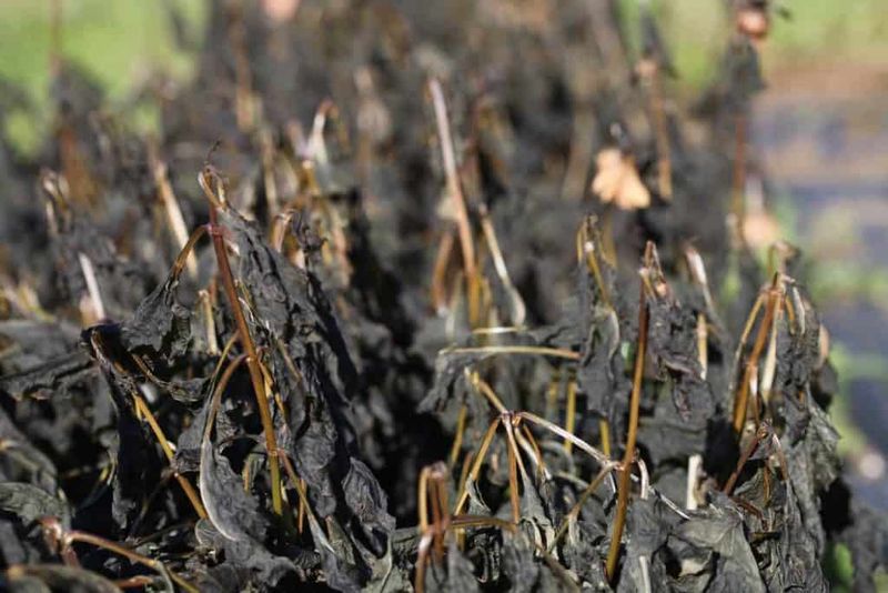 What does frost-blackened foliage tell you? What does frost-blackened foliage tell you?