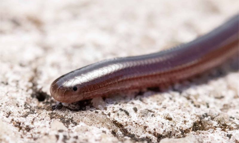 What does it eat underground?