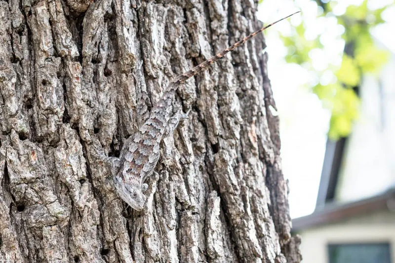 What does one lizard say about your yard?
