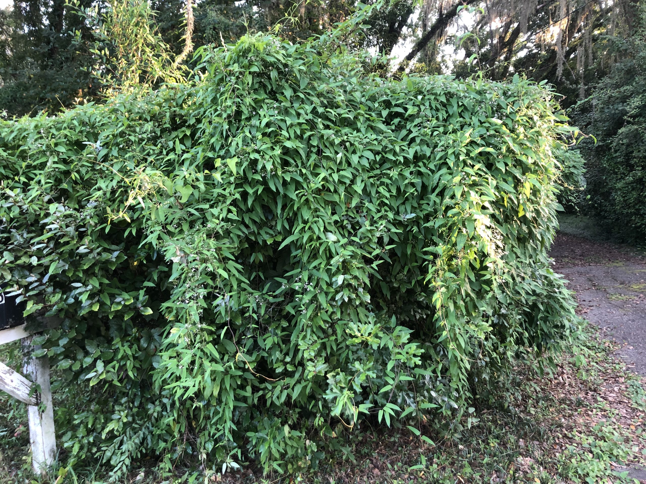 What does skunkvine look and smell like?