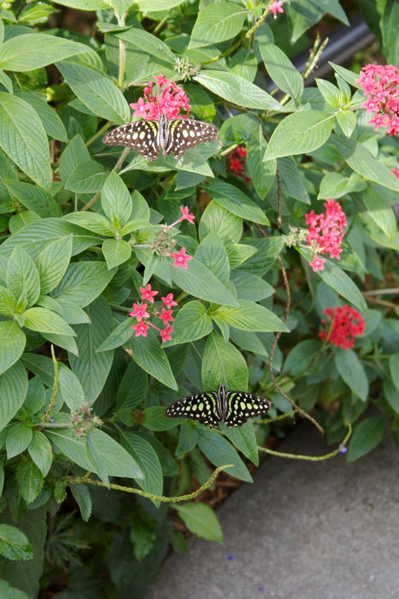 What else do adult butterflies need nearby?