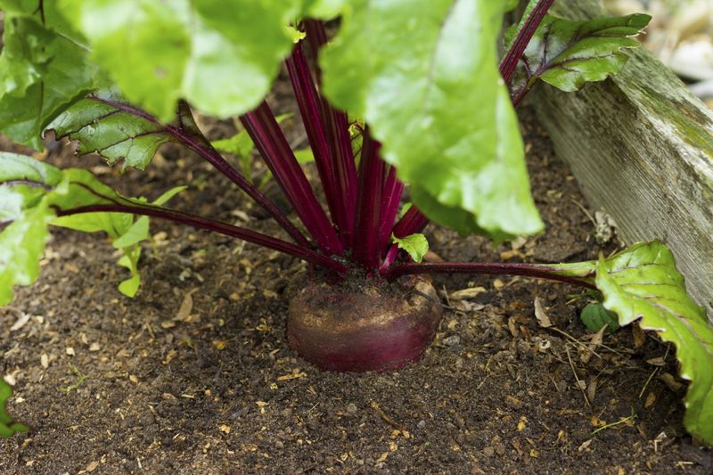 What if the roots stay small after thinning?