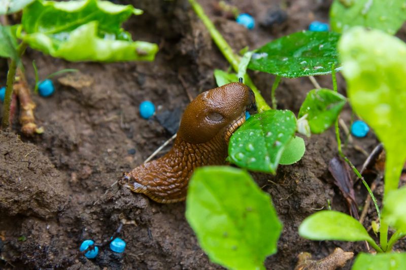 What is—and is not—known about slug baits and toads