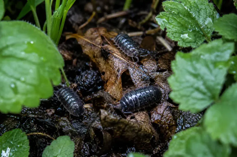 What leaf litter offers