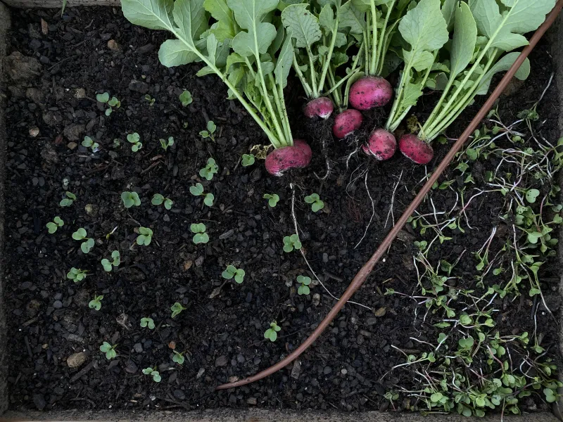 What lush tops and small roots can mean