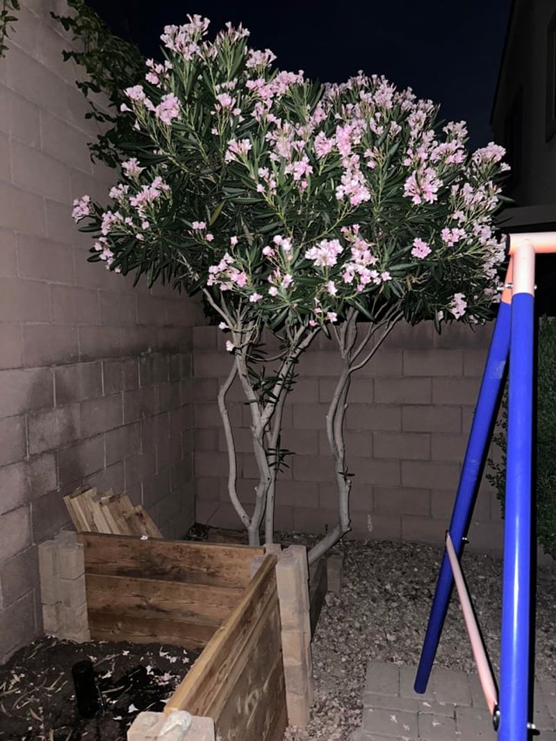 What makes oleander poisonous?