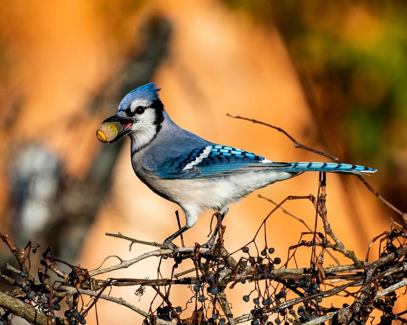 What might bring blue jays to a Florida yard?