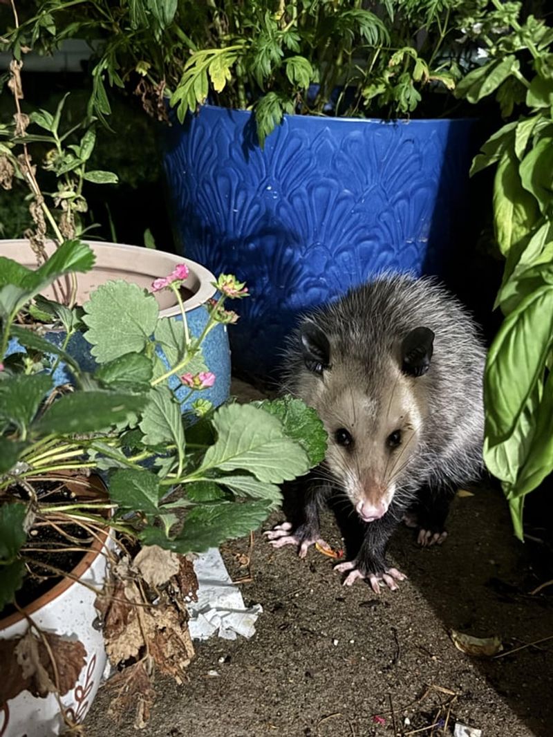 What might keep an opossum coming back? What might keep an opossum coming back?