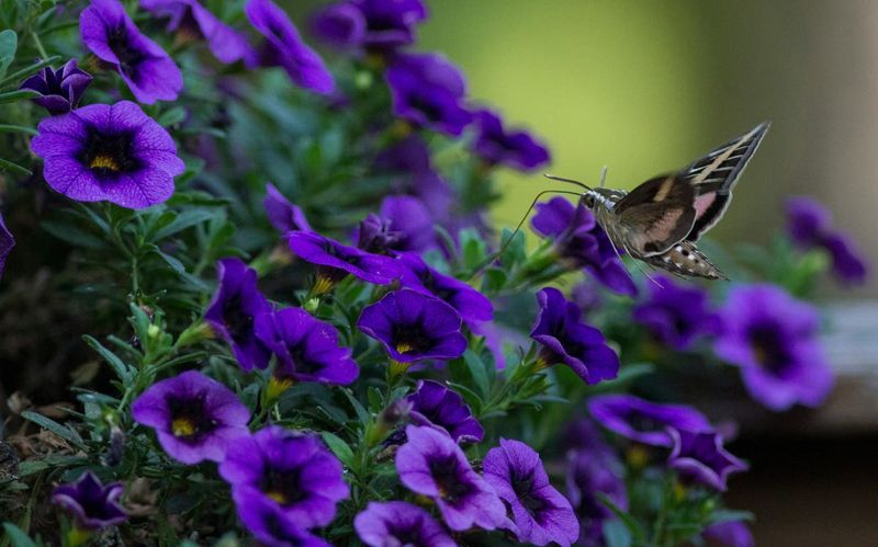 What one flower visit can—and cannot—tell you