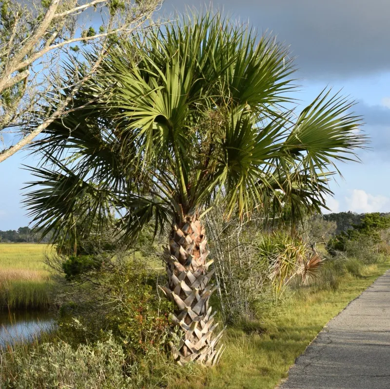 What palm boots are—and what they are not What palm boots are—and what they are not