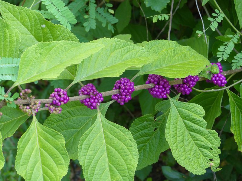 What researchers tested in beautyberry leaves What researchers tested in beautyberry leaves