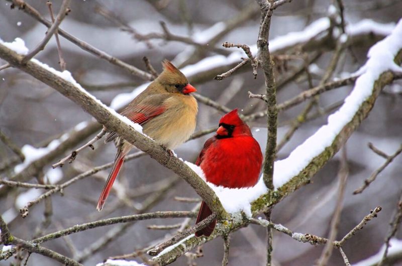 What seeing cardinals together in winter really means What seeing cardinals together in winter really means