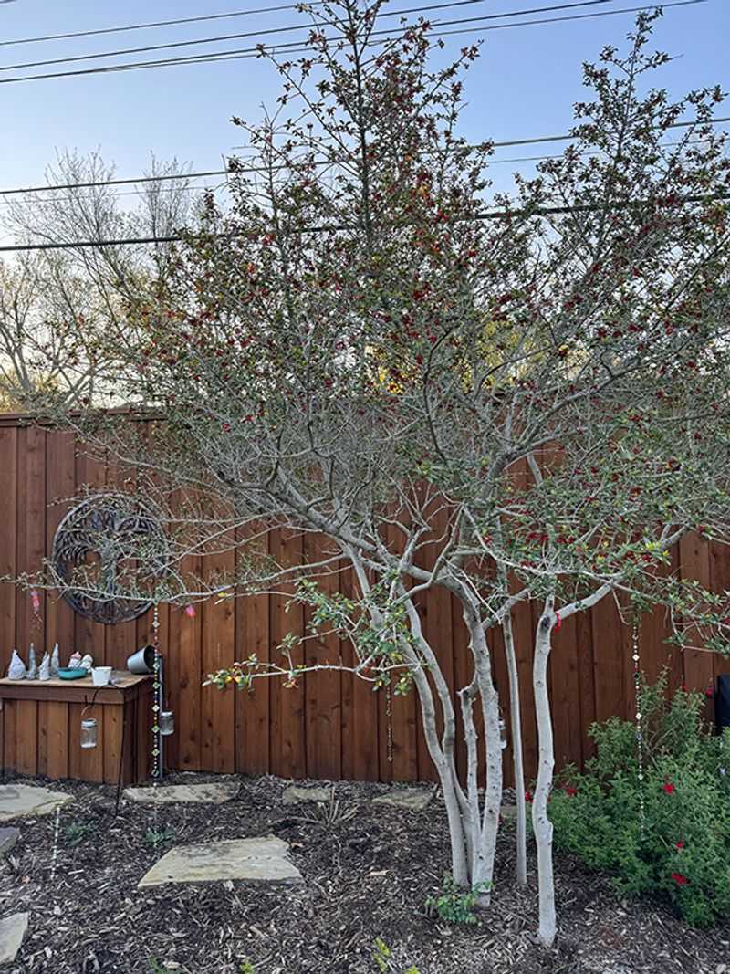 What the Bradford pear comparison can—and cannot—show