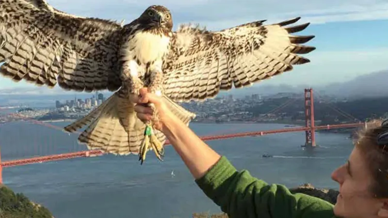 What the California hawk evidence does—and does not—show