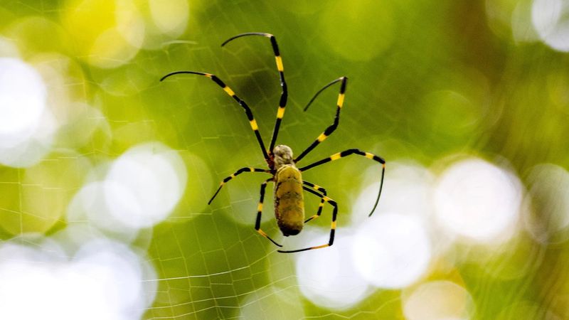 What the Research Says About Native Orb-Weavers