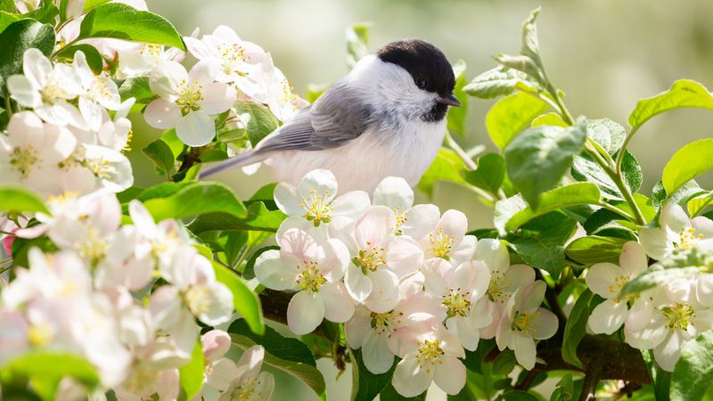 What the bird evidence does—and does not—show What the bird evidence does—and does not—show
