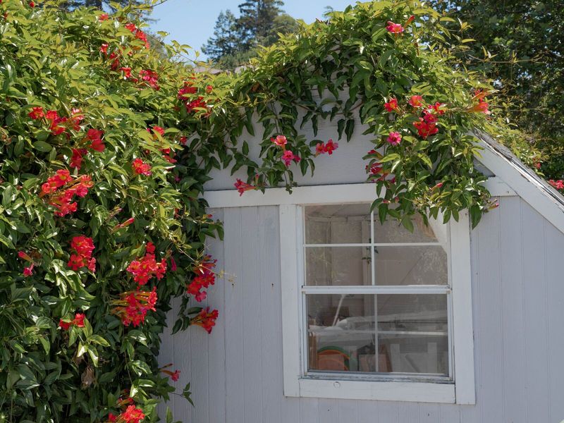 What the cited statewide guidance says about forbidden vines