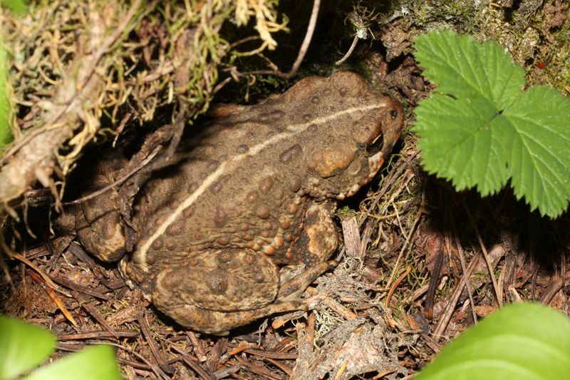 What the evidence says Western Toads eat