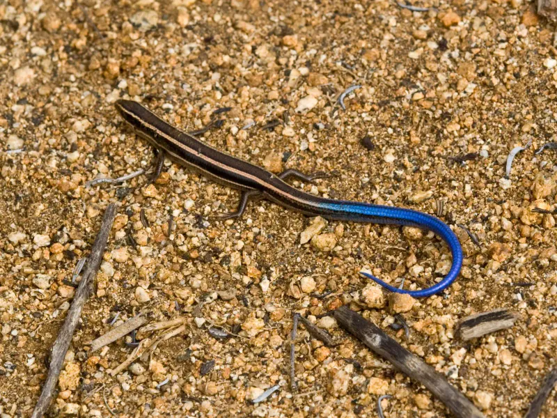 What the evidence says about a skink’s diet
