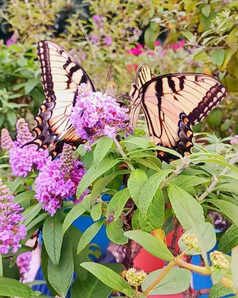 What the evidence says about butterfly bush in North Carolina