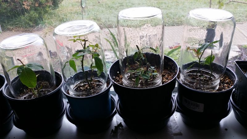 What the mason jar actually does What the mason jar actually does